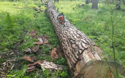 Спил и вырубка деревьев, корчевание пней - Мишкино, цены, предложения специалистов